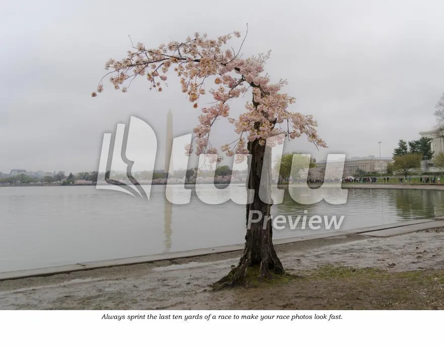 2024-2025 Credit Union Cherry Blossom Wall Calendar Featuring Stumpy